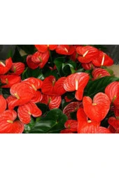 Tohum Çok Nadir Bulunan Anatoryum Anatorium Çiçeği Tohumu 5 Adet thumbnail 2