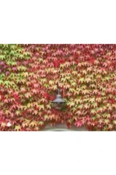 Çok Nadir Bulunan Kırmızı Amerikan Samaşık Tohumu 20 Adet Tohum thumbnail 2