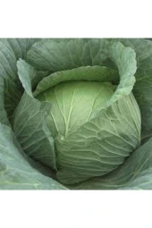 20 Adet Tohum Beyaz Lahana Tohumu Yeni Sezon Sürpriz Hediye Tohumlu thumbnail 3