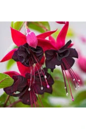 10 Adet Kırmızı Siyah Yer Küpeli Çiçeği Saksı Toprak Tohumu - 1