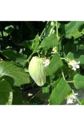 25 Adet Yeşil Yapraklı Mis Kokulu Fesleğen Çiçeği Tohumu thumbnail 1