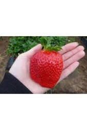 10 Adet Ithal Çilek Yediveren Güney Amerika Çileği Tohumu - 1
