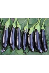 100 Adet Tohum Eko Paket Diyarbakır Pin Kemer Patlıcan Tohumu thumbnail 2