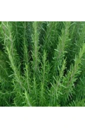 10 Adet Nadir Biberiye Tohumu Biberiye + Saksı + Toprak - 1