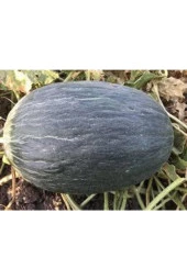 Tohum Kışlık Siyah Kavun 15 Adet - 1