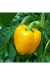 10 Adet Tohum Saksılık Sarı Dolmalık Bibiber Tohumu thumbnail 1