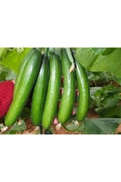 Bol Verim Sırık Salatalık 10 Adet - 1