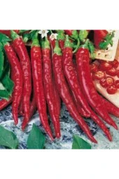 Uzun Kırmızı Acı Sivri Biber Tohumu 10 Adet thumbnail 1