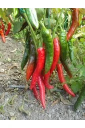 Uzun Kırmızı Acı Sivri Biber Tohumu 10 Adet thumbnail 2