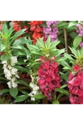 10 Adet  Türbe Çiçeği Tohumu ve Saksı Toprak - 1