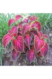 5 Adet Tohum Nadir Yaprağı Güzel Çiçeği Tohumu - 1