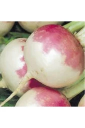 50 Adet Süper Paket Şalgam Turpu - 1