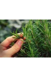 10 Adet Tohum Biberye Tohumu Rosmarınus Tohumu Sürpriz Hediye Tohum Biberiye Her Derde Deva - 1