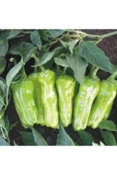 25 Adet Tohum Meşhur Mazamart Biberi Tohumu Üç Burun Biberi Tohumu Süpriz Hediye Tohum - 2