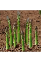 Tohum Kuşkonmaz Tohumu Nadir Bulunan Kuş Konmaz Kuşkonmaz Tohumu Sürpriz Hediye Tohumlu 10 Adet - 1