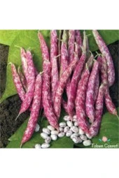 Süper Paket Oturak Barbunya Tohumu 30 adet - 1