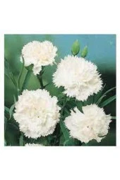 10 Adet Tohum Beyaz Karanfil Çiçeği Tohumu - 1