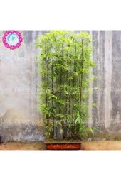 Nadir Saksılık Bambu Ağaç Tohumu 5 Adet - 1