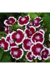 10 Adet Karışık Hüsnü Yusuf Çiçek Tohumu thumbnail 1