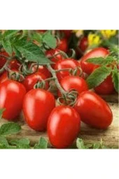 5 Adet Tohum Çerez Domates Tohumu Atıştırmalık Domates Tohumu Süpriz Hediye Sebze Tohumludur - 1