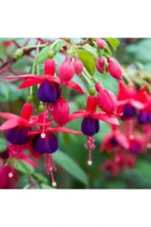 15 Adet Tohum Yer Küpelisi Çiçeği Tohumu Küpeli Çiçek Tohumu Saksı Toprak - 1