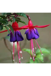 10 Adet Tohum Yer Küpelisi Çiçeği Tohumu Küpeli Çiçek Köy Çiçeği Tohumu thumbnail 1