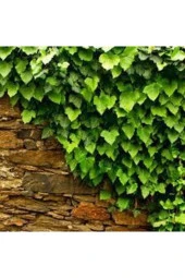 5 Adet Nadir Orman Samaşığı Tohumu - 1