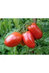 10 Adet Geleneksel Bursa Domates Tohumu - 1