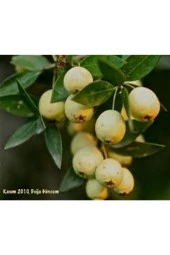 20 Adet Tohum Tropikal Nadir Hambeles Meyvesi Tohumu Hatay Yerli Hambeleş Tohumu - 1