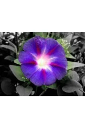 20 Adet Gündüz Güzeli Sarmaşık Tohumu thumbnail 2