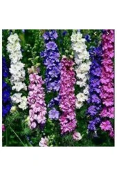 10 Adet Tohum Hezaren Çiçeği Tohumu thumbnail 1