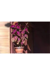 Yaprağı Güzel Çiçeği Tohumu 20 Adet thumbnail 1