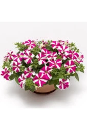 Karışık Petunya Çiçeği Tohumu 20 Adet - 1