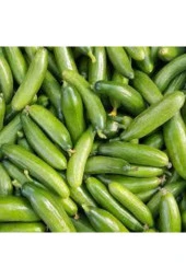 20 Adet Yerli Çengelköy Salatalık Tohumu thumbnail 2