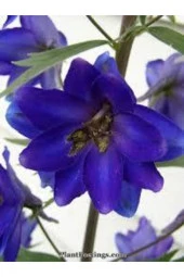 10 Adet Tohum Hezaren Çiçeği Tohumu thumbnail 2