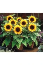 10 Adet Tohum Süs Ay Çiçeği Tohumu Çiçek Ayçiçeği Tohumu Saksı Toprak Sürpriz Hediye Tohumu thumbnail 1