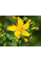 20 Adet Tohum Eko Paket Sarı Kantaron Tohumu Kantaron Tohumu Her Derde Deva Hediye Çiçek Tohumu - 1