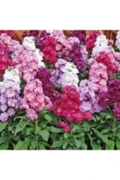 10 Adet Şebboy Çiçeği Tohumu - 1