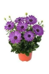 Papatya Çiçeği Tohumu 20 Adet - 1