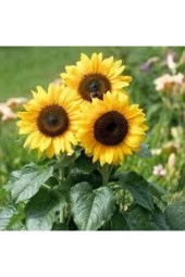 10 Adet Tohum Süs Ay Çiçeği Tohumu Çiçek Ayçiçeği Tohumu Saksı Toprak Sürpriz Hediye Tohumu thumbnail 2