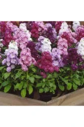 10 Adet Şebboy Çiçeği Tohumu - 2