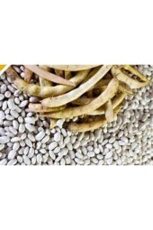 100 Adet Beyaz Fasülye Tohumu thumbnail 1