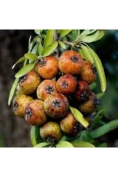 5 Adet Tohum Nadir Dağ Armudu Tohumu Armut Tohumu Tamamen Doğal Dağ Armudu Tohumu - 1