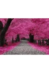 5 Adet Tohum Bodur Pembe Erguvan Ağacı Tohumu Ağaç Tohumu - 1