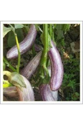 25 Adet Manisa Kır Patlıcan Tohumu Kır Patlıcan Tohumu - 1