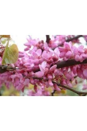 5 Adet Tohum Bodur Pembe Erguvan Ağacı Tohumu Ağaç Tohumu - 2