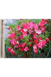 10 Adet Kına Çiçeği Tohumu thumbnail 2