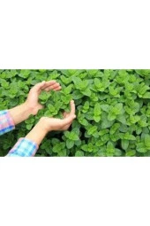 100 Adet Tohum Geleneksel Yediveren Nane Tohumu Sebze Tohumu - 1