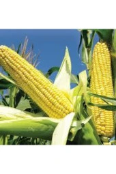 Mısır Tohumu 20 Adet - 1