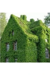 50 Adet Tohum Japon Sarmaşık Tohumu Japon Sarmaşığı Tohumu Japon Samaşık Çiçeği - 1